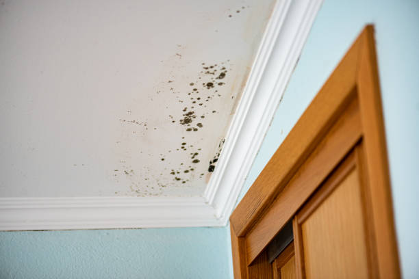Best Local Mold Removal Service  in Conashaugh Lakes, PA